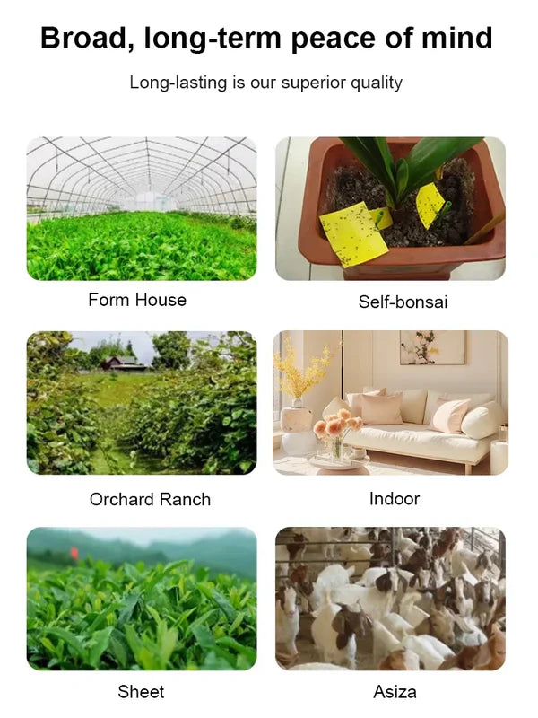 Double-sided Insect Trap and Insecticide Board